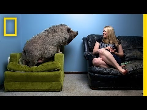 National Geographic Live! - Vincent J. Musi: Where the Wild Things Live | Nat Geo Live