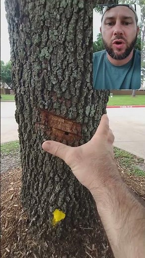 🌲 Tree Trauma: What Happens When Trunks Get Damaged? 🌳🩹 A Certified #arborist Explains #trees