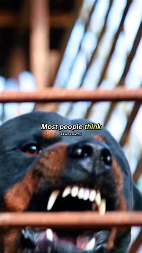 Why Real Guard Dogs Aren’t Aggressive