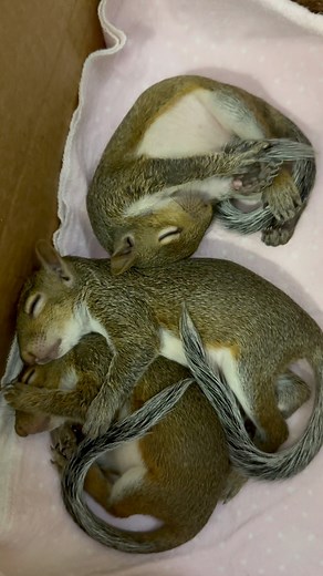 Adorable baby squirrels❤️❤️ #funnyreelsvideo #followerseveryone #viralreelsfacebook #goodnight #petcare #wildanimals #petlovers #animallover #squirrel #wildlife #cutenessoverload #animalrescue | Squirrel Whisperer