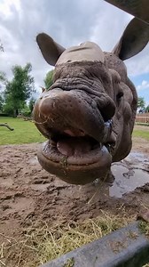 2.5K reactions · 190 shares | How AMAZING does our new UK wildlife experience look!? 力曆 Discover the incredible world of puffins, dolphins, beavers, wildcats, otters and more on GIANT 360° screens in our NEW immersive exhibition space  All FREE with zoo entry  | Chester Zoo | Facebook