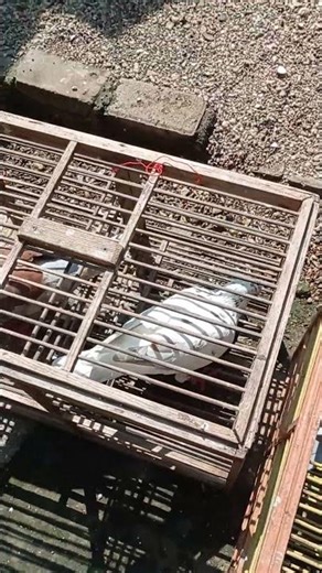 This is the edition for caring for the breath of racing pigeons so that their breath is strong wh...