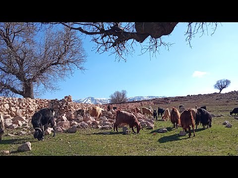 Shepherding is a traditional profession where flocks of sheep are guided and cared for