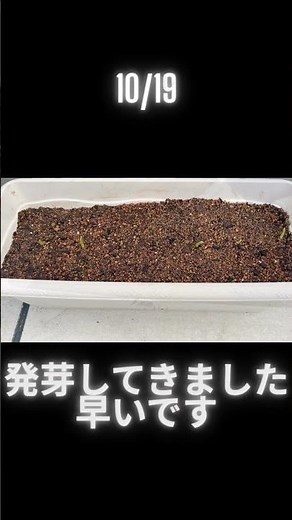【にんにく(ホワイト6片にんにく)】＃にんにく ＃プランター栽培 #家庭菜園太郎 #shorts