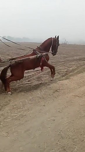 6.4M views · 32K reactions | horse riding on Reels | Facebook