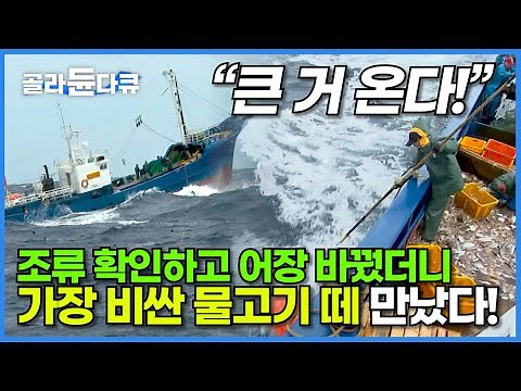최악의 위기에서 마주친 엄청난 물고기 떼! 한 마리도 놓치지 말고 잡아야 한다!┃한국에서 가장 비싼 생선 금태가 쏟아진다┃10톤 어선 원석호 만선 가자미 잡이┃극한직업┃#골라듄다큐
