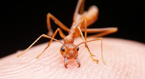 La dangereuse fourmi électrique arrive dans nos jardins, voici ce dont elle est capable !
