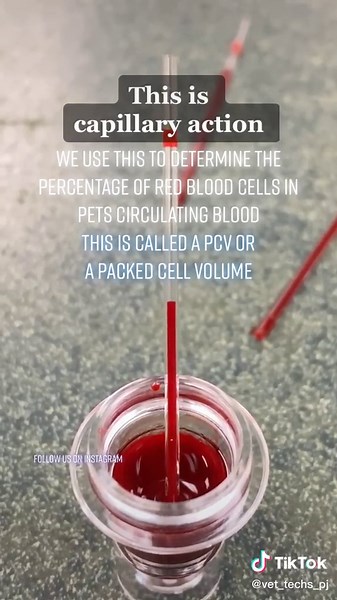 Understanding Packed Cell Volume in Pets