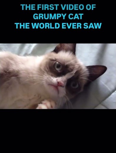 The First Video of Grumpy Cat!
