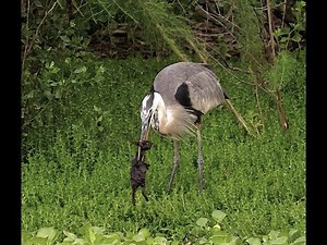 Heron Working on Eating a Bunny Rabbit ⚠️ WARNING ⚠️