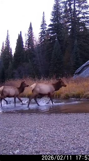 Mountain Lion Ambushes Elk Herd Mid-River. September 21st, 5:58 PM — rocky river crossing inside a western mountain valley. Visitors filming a herd of elk carefully wading across a shallow river suddenly notice the animals begin to bunch together and stare toward the trees on the opposite bank. For several seconds nothing moves. Then a mountain lion explodes out of the brush and splashes straight into the water behind them. The herd panics, water spraying everywhere as the elk scramble toward th