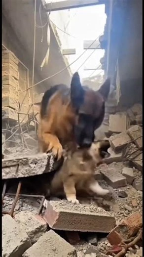 Hero Dog Digs Through Rubble to Save Trapped Puppy