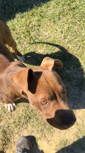 229 reactions · 14 comments | Tripp was found wandering around a...