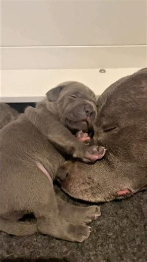 The Cutest Puppy Stretch Ever 🥹 Tiny Toe Beans And Mummy Cuddles 🥹🐾
