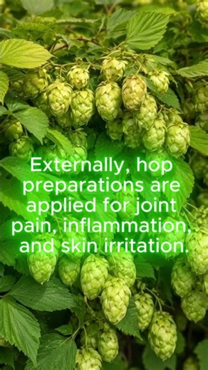 How Hop Is Used in Herbal Medicine. #traditionalmedicine
