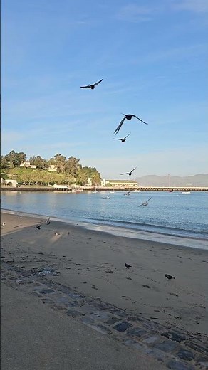 A 360° View of San Francisco’s Hidden Beach! 🏖️ (Aquatic Cove)