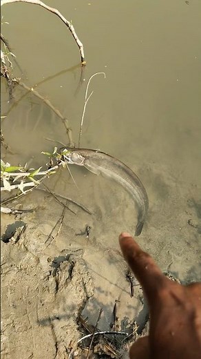 A very large boal fish has come to the river bank.#fishing #fishingshorts #shortvideo