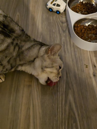 Papa ist müde 🤣 #katzen