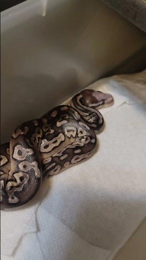 AMAZING!!!! #snake #reptiles #ballpython