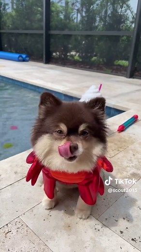 Catching Sea Creatures in My Pool! 😱🌊🐙