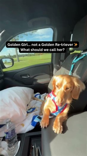 POV: Your Dachshund Turns Into a Golden Retriever in the Sun ☀️🐾 #dogshorts