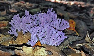 8 Types of Coral Mushrooms