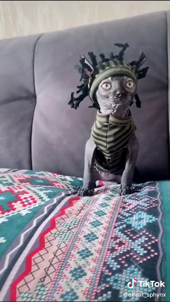 Elf Cat_Sphynxcat on TikTok