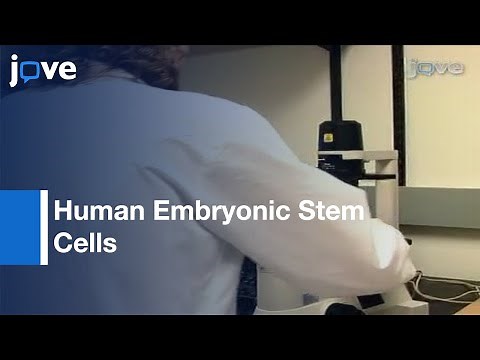 Culture & Maintenance Of Human Embryonic Stem Cells l Protocol Preview
