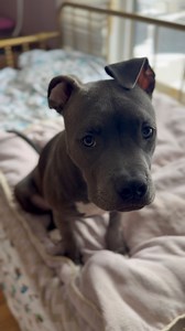 37K views · 2.8K reactions | Simon is such a baby and he feels like he needs to be around his humans 24/7. Who doesn’t want to cuddle and play all day?!? To adopt this big baby - https://www.mopitbullrescue.org/simon | Missouri Pit Bull Rescue | Facebook