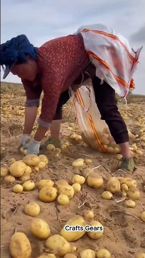The process of digging and harvesting potatoes in a field