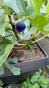 16K views · 540 reactions | Little Miss Figgy is an attractive and compact variety that’s great for containers, balconies, and small spaces! It’s hardy to zones 7-10 and reaches 4–8′ high x 3–4′ wide at maturity. Little Miss Figgy thrives in full sun. This tree is from Sunset Plants for those interested. #figs #figtree #fig #littlemissfiggy #gardening #autumn #fall #seasonaltransition #fruits #fruittrees | Learn To Grow | Facebook