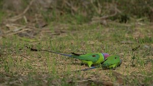 Plum-headed Parakeet Species Parakeet Family Psittacidae Stock Footage Video (100% Royalty-free) 3735436747 | Shutterstock