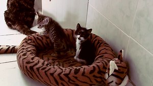 Watch Rescue Me: International for Free Online | Pluto TV