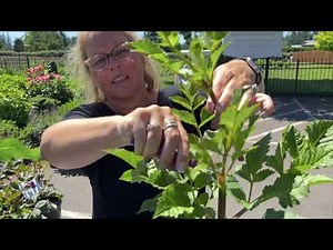 Dahlia 101 - Topping