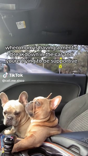 Emotional Support Dogs During Tough Times