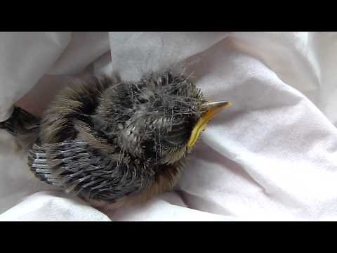 Vogelbaby füttern