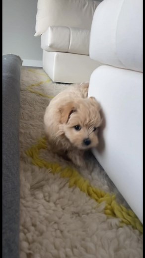 Adorable Tiny Puppy Compilation