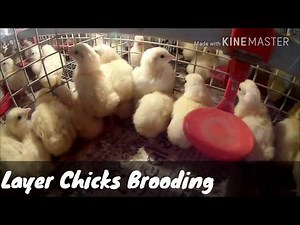 Layer Chicks Cage Brooding