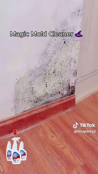 Effortless Mold Stain Removal Tips