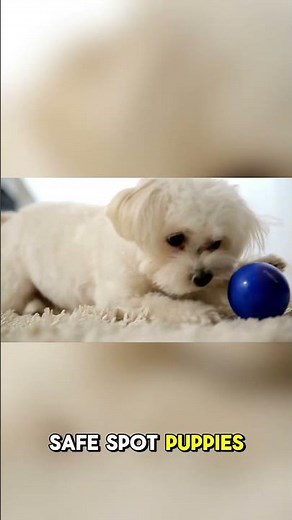 Puppy Training at Home for Beginners – Super Simple Steps!