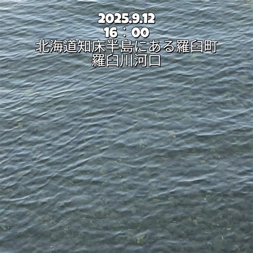 羅臼漁協 直営店 海鮮工房 on Instagram: "2025.9.12 16:00 北海道知床半島にある羅臼町の羅臼川河口です。 そろそろ秋鮭が戻ってくるころと思い、河口を見てみると 今年も戻ってきてくれました。 これから秋サケ漁の本番が始まります。 沢山の秋鮭が戻ってきてくれることを期待しています。 羅臼で販売される秋鮭は、海に設置された定置網で漁獲されたものです。 2025.9.12 16:00 At the mouth of the Rausu River, in Rausu Town on the Shiretoko Peninsula, Hokkaido. As autumn approaches, I looked out at the river mouth, hoping to see the salmon return—and they have. The autumn salmon season is about to begin in earnest. We’re looking forward to welcoming many salmon back a