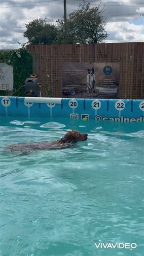 Cockapoo Portman is a super swimmer and loves his human very much 🐾💕💦 | Canine Dip and Dive Maldon