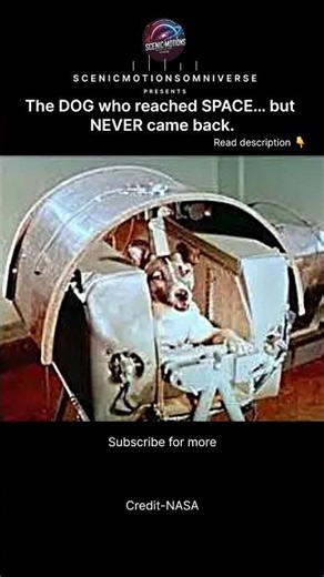 The First Living Being to Orbit Earth… and Her Tragic Story 🇷🇺🐕🚀