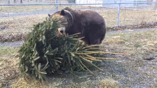 Does anyone local to us in Otisville NY have a Christmas tree they are done with for the year? The bears love to play with them. Video from a previous year: | Orphaned Wildlife Center