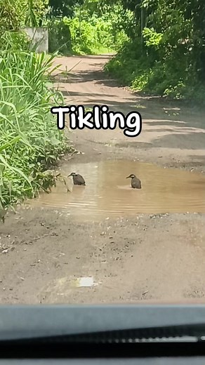 Tikling #tikling #tickle #bird #nature #reels #reelsvideo | Cristal Ramos Macalintal