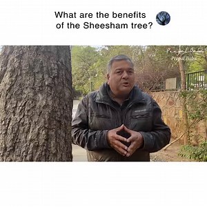 What are the benefits of the Sheesham tree (Dalbergia sissoo)? | Give Me Trees Trust