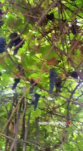 Exploring a Lush Vineyard: Dark Purple Grapes