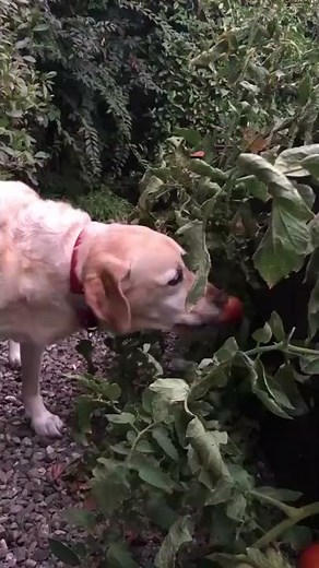 dog picking and eating a tomato from the garden