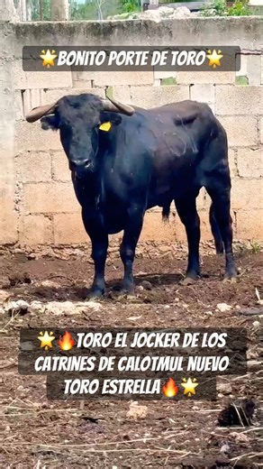 🔥El Jocker De Los Toros Elegantes🔥 #filmschoyohd #tradiciones #toros #tradicion #cow #rodeo