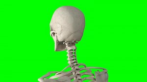 Download 3d Human skeleton face animation on green screen background, human skeleton face 3d animation, Human skeleton face chroma key for free